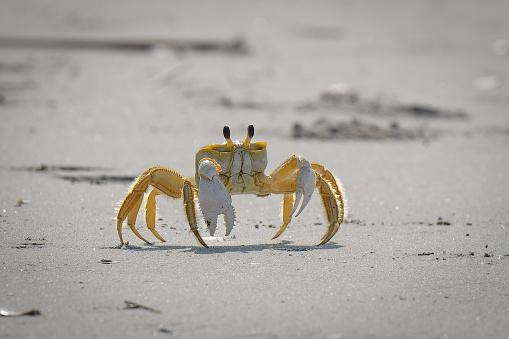 Small sized beach crab