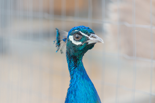 Blue peacock closeup on the farm.headshot of a peacock shot through a mesh cage.Sunny nice day.