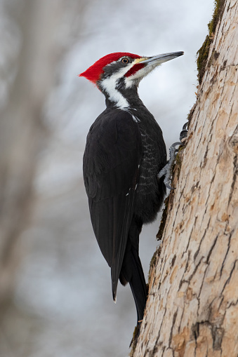 Pileated woodpecker opening up new feeding spot.