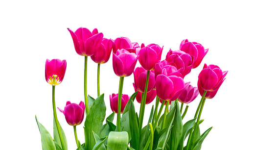 Colorful tulips in beautiful bloom flower bouquet of fresh various tulips