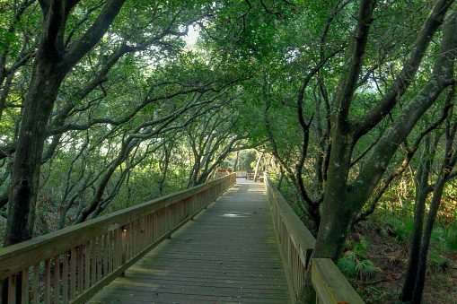 Just a walkway that will lead you to the beach and the Atlantic Ocean on beautiful Jekyll Island, Georgia.