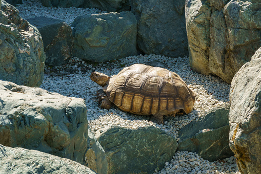 African spurred tortoise (Centrochelys sulcata), also called the sulcata tortoise in dry pond Kareike in Japanese garden of public landscape park of Krasnodar or Galitsky park, Russia