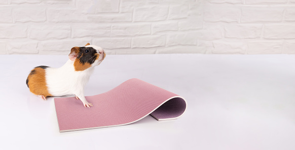 Cute red, black and white guinea pig doing exercises on pink fitness matte on light background.