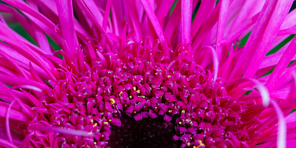 Vibrant macro top view close-up of the flower head of a blooming Gerbera plant called 
