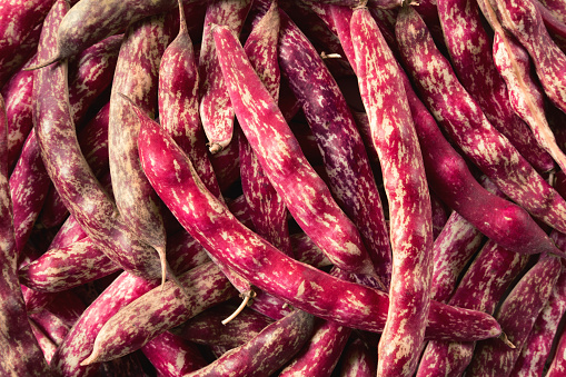 Cranberry beans. Fresh Organic Borlotti bean pods. Stylish modern food background. Magenta color. Creative foodstuff image. Grocery, dietary backdrop. Advertising, trendy magazine publication. BorderAdvertising, trendy Border. Grocery, dietary backdrop. Advertising, trendy magazine publication. Raw dry red bean. Crimson beans. Snap. White red pods.