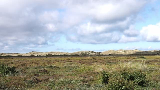 Sand dunes covered with moss and grass