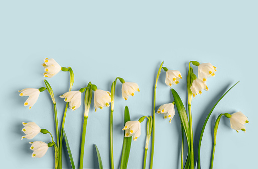 Composition of flowers. Frame of snowdrop flowers on a blue background. Flat lay, top view, copy space.