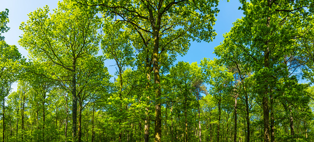 Blue skies over the green canopy of forest foliage in a picturesque woodland glade.