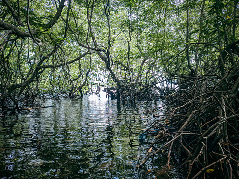 Mangrove plant roots as abrasion prevention and wave barrier