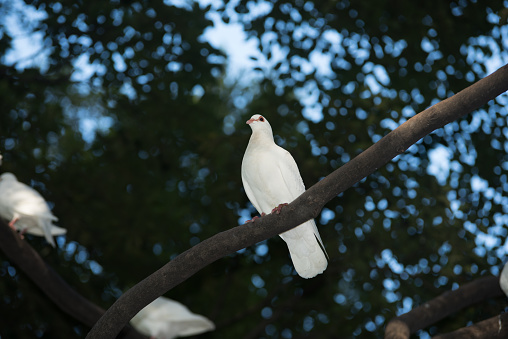 white dove on treetop