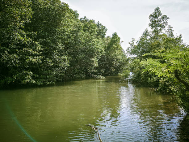 istock Mangrove forests protect marine vegetation 2012680527