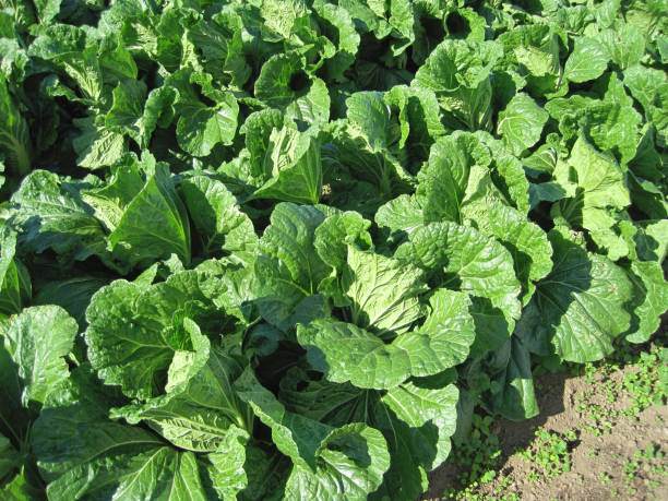 istock field of Chinese cabbage 2012684998