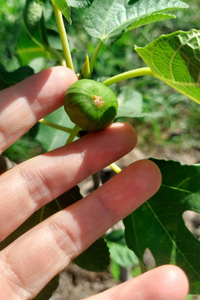 istock Young figs in the hand of a gardener 2012686138
