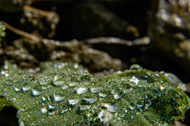 Drops of water on pumpkin plant - Eye level