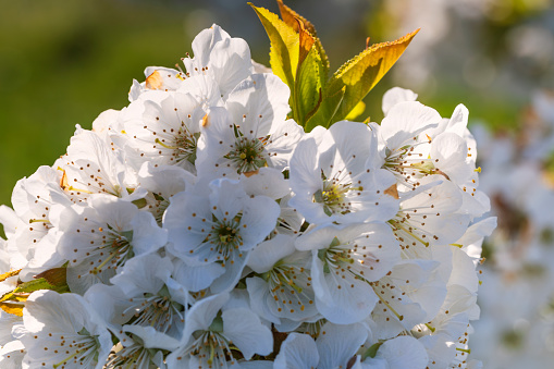Close-up of white cherry blossoms near Frauenstein - Germany in the Rheingau