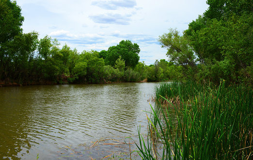 The Verde River in central Arizona and Cottonwood trees along the bank