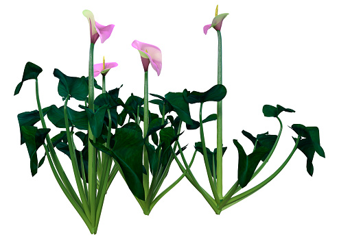 3D rendering of calla lilies isolated on white background