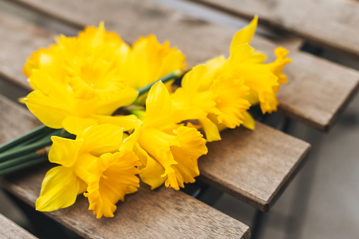 Beautiful flowers of yellow daffodil (narcissus) on a wooden table in a street cafe. Selective focus.