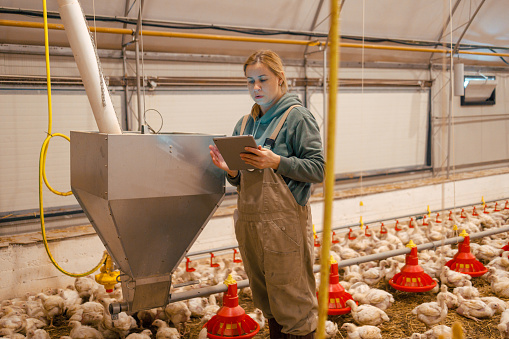 A young woman in overalls is focused on a digital tablet while standing next to a large metal feed hopper in a chicken farm, with numerous chickens and red feeders in the surrounding area.
