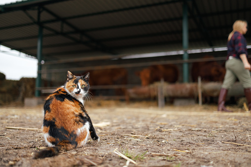 In the foreground, a calico cat sits watchfully on a farm, with a blurred background featuring a woman farmer and cows in a barn, representing the harmony of farm life.