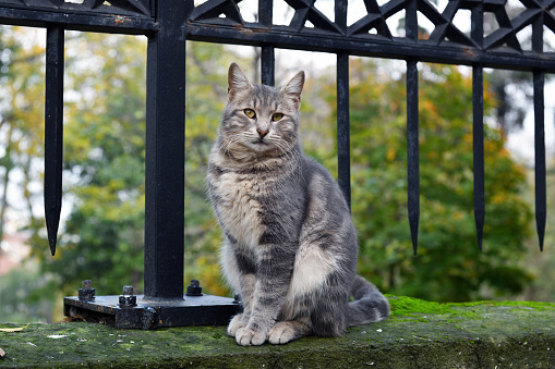 Turkish stray cat on fence near Topkapi palace in Istanbul. Turkey