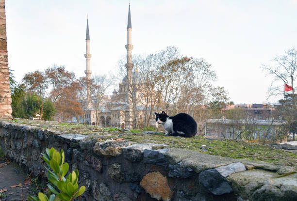 istock A stray cat in Istanbul, Turkey 2012714735