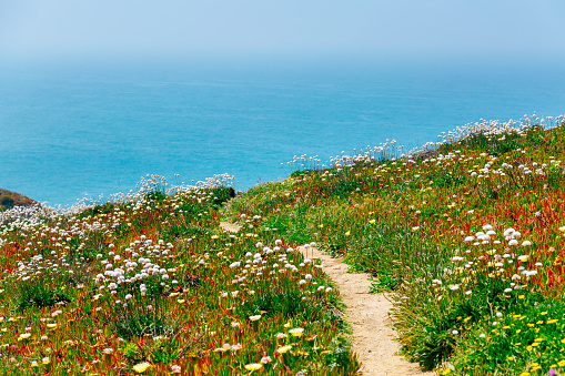 A narrow path winds through a field of vibrant wildflowers, leading towards a rugged coastline under a clear blue sky. The ocean is visible in the background, contrasting the colorful blossoms and greenery. Shot taken on Cabo Da Roca, Portugal.