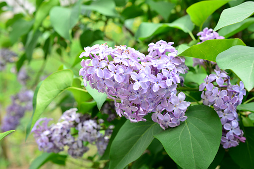 blooming common lilac bush covered with clusters of purple flowers