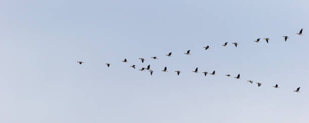 stormo di oche greylag che volano a forma di v contro il cielo blu - freshwater bird animals in the wild feather animal leg foto e immagini stock