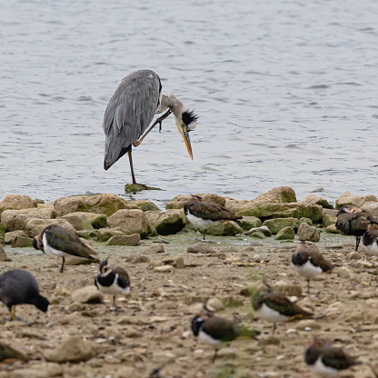 Side view close-up of a single Grey Heron (Ardea Cinerea) standing in low water clamped to a stone near the water's edge of a lake on a summer morning with its head bended towards the water, scratching the neck with a claw -  some Northern Lapwing birds defocussed in the foreground