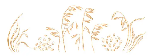 Vector illustration of Oat spike. Vintage plant, golden grains. Engraving