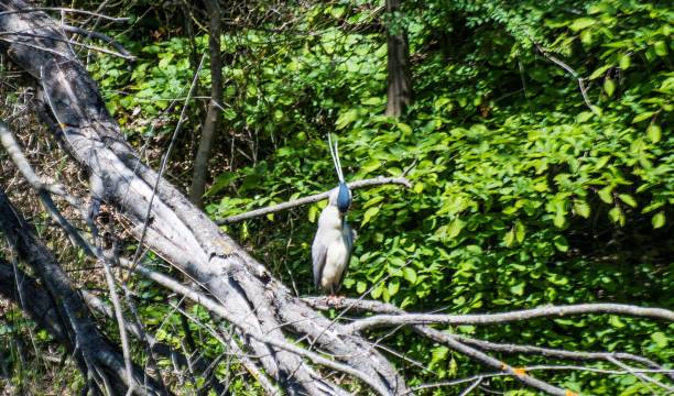 surveillance au bord de l’eau : héron dans l’arbre au bord du lac - ecological reserve tree reflection land feature photos et images de collection