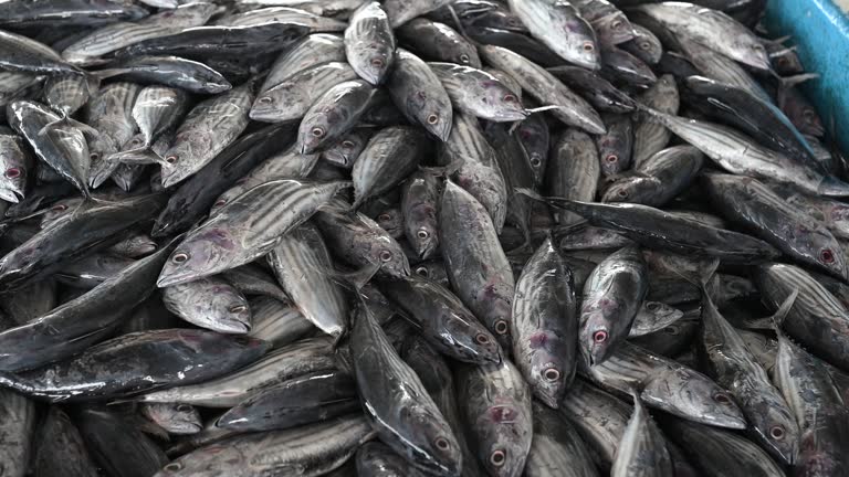 Small tuna fish at the Banda Aceh fish market, Indonesia