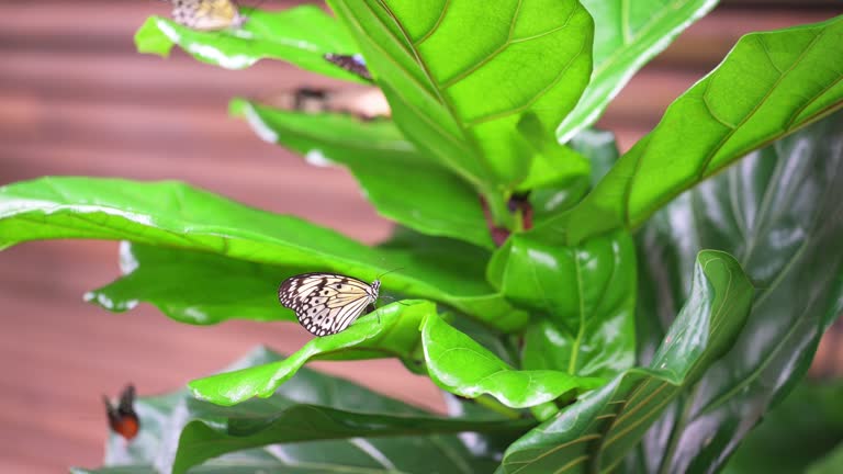 Closeup macro view of tropical butterfly of jungle - Heliconius melpomene rosina, Papilio lowi, Papilio demoleus, Monarch butterfly (danaus plexippus) on the green leaves.