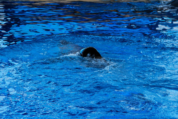 dolphin in water, beautiful photo digital picture