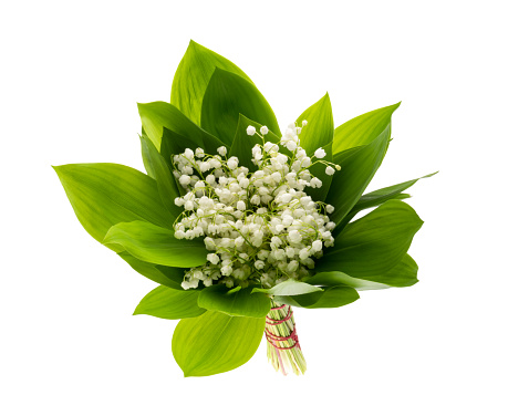 May flowers. Bouqet of lily of the valley flowers on white background with clipping path