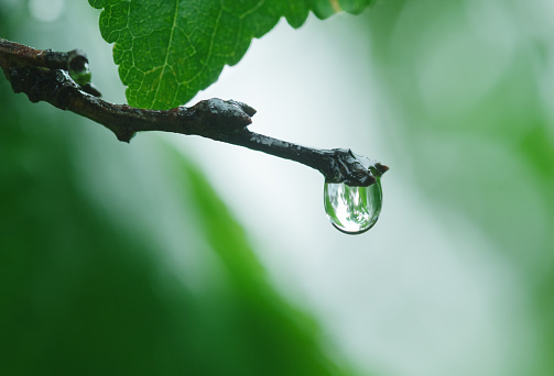 Drop of clean water on the tip of a branch on a blurred green background. Shallow depth of field