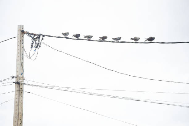 istock Group of pigeons on top of a power cable 2012769744