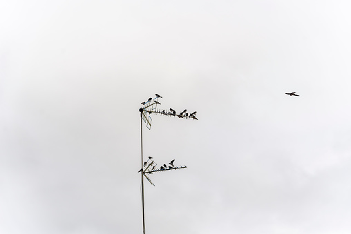 Swallow birds sitting on a TV antenna. Wild animals.