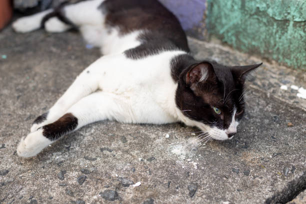 istock Tabby kitten lying on the sidewalk, calmly, looking to the side. 2012770300