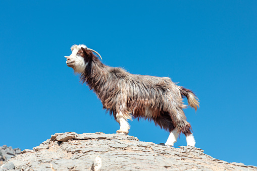 Long haired multicoloured goat poses on the rocks of Jabel Shams canyon, gulch, Balcony Walk, Oman