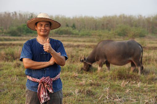 Asian man farmer wears hat, blue shirt, thumbs up, taking care of buffalo at animal farm. Concept, livestock, Thai farmers raise and take care buffalos as economic and export animals.