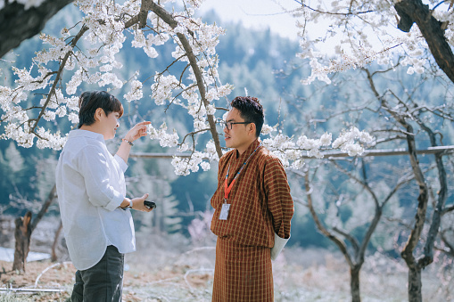 Bhutanese tour guide showing Asian Tourist on Cherry Blossom Sakura tree in Paro rural scene