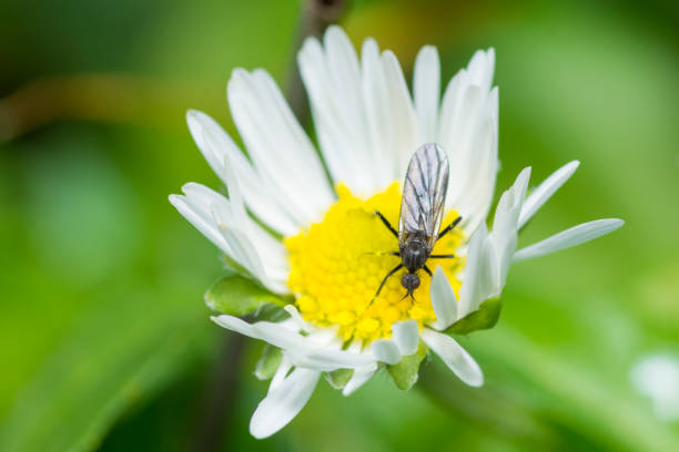 Hoverfly on a faded flower