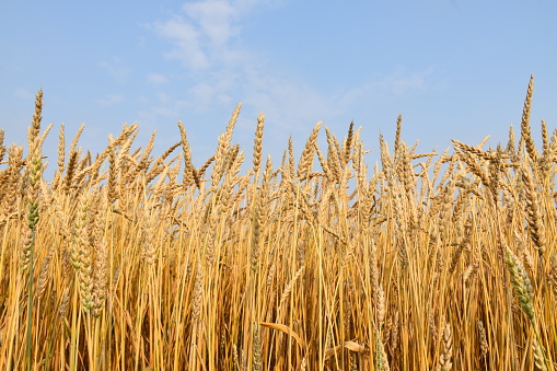 Combine harvester harvesting wheat in agricultural field