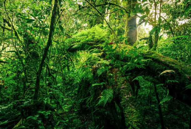 istock Green forest with fallen tree trunk covered with green moss, lichen and fern. Forest ecosystem. Biodiversity of cloud forest. Natural carbon sink. Green tree capture CO2. Sustainable green environment 2012783949