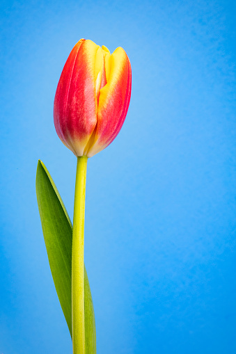 A single red and yellow tulip against a sky blue background.