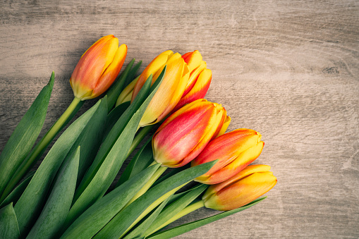 A group of yellow and red fresh cut tulips on a wood background with room for copy.