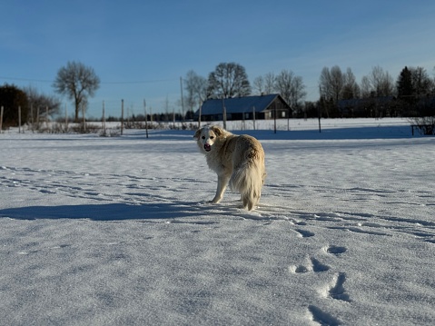 Dog walking on snow against blue sky