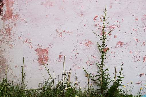 plants against old pink wall